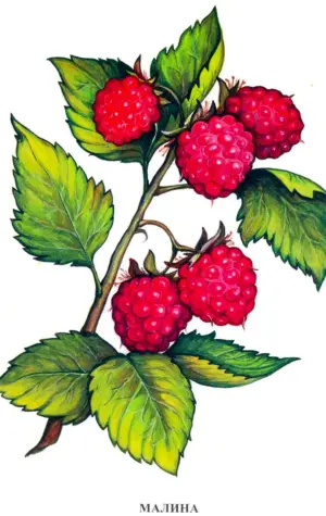 Садовые ягоды Вохринцева