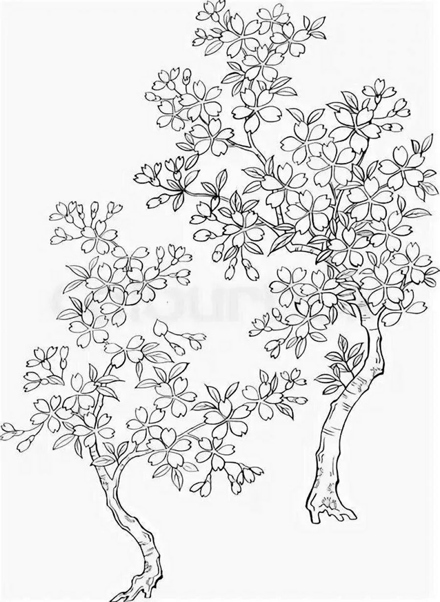 Цветущее дерево рисунок. Сакура рисунок. Сакура рисунок карандашом. Сакура дерево рисунок карандашом. Раскраска цветущего дерева.