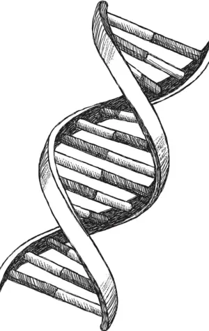 Спираль ДНК рисунок