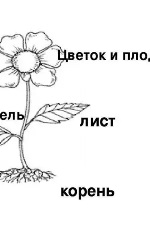 Строение цветка схема корень стебель
