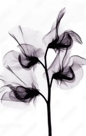 Цветы в рентгене черно белое
