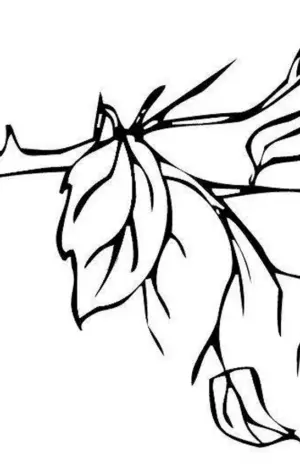 Ветка с листьями раскраска