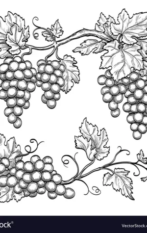 Виноградная лоза схематично