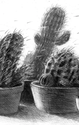 Зарисовки кактусов