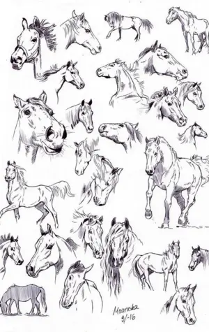 Зарисовки коней