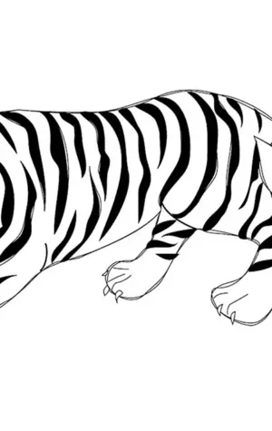 Амурский тигр черно белый