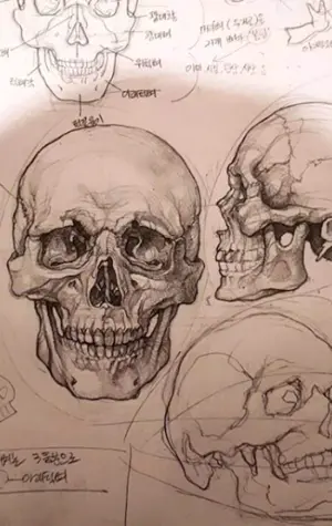Анатомические зарисовки черепа