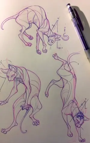 Анатомия котов для рисования