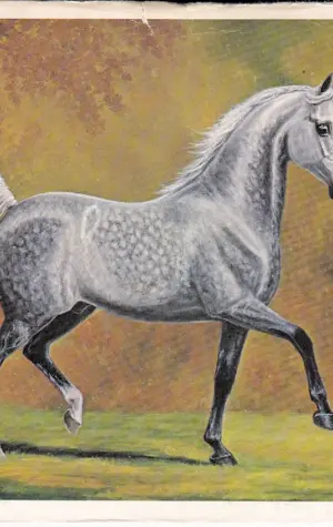 Anchor арабская лошадь
