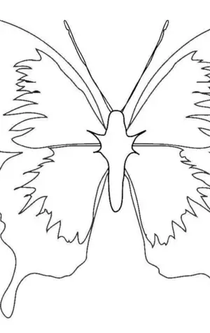 Бабочка шаблон для печати
