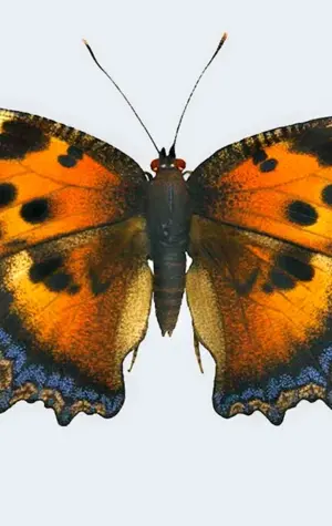 Бабочки Адмирал траурница павлиний глаз крапивница