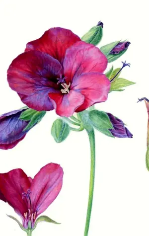Carolyn Jenkins - Ботаническая живопись