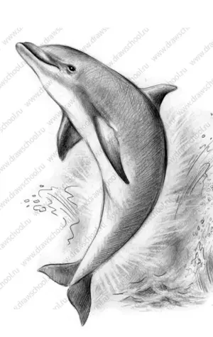 Дельфины простым карандашом