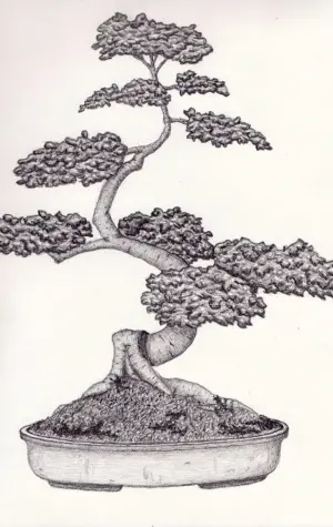 Дерево бонсай контур