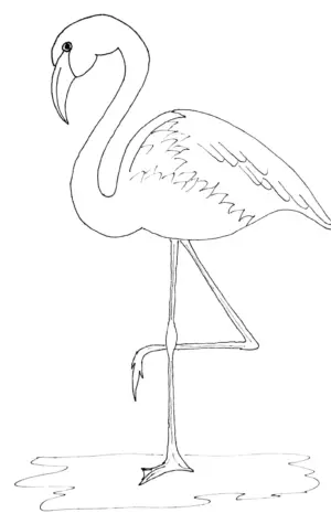 Фламинго рисунок карандашом для срисовки