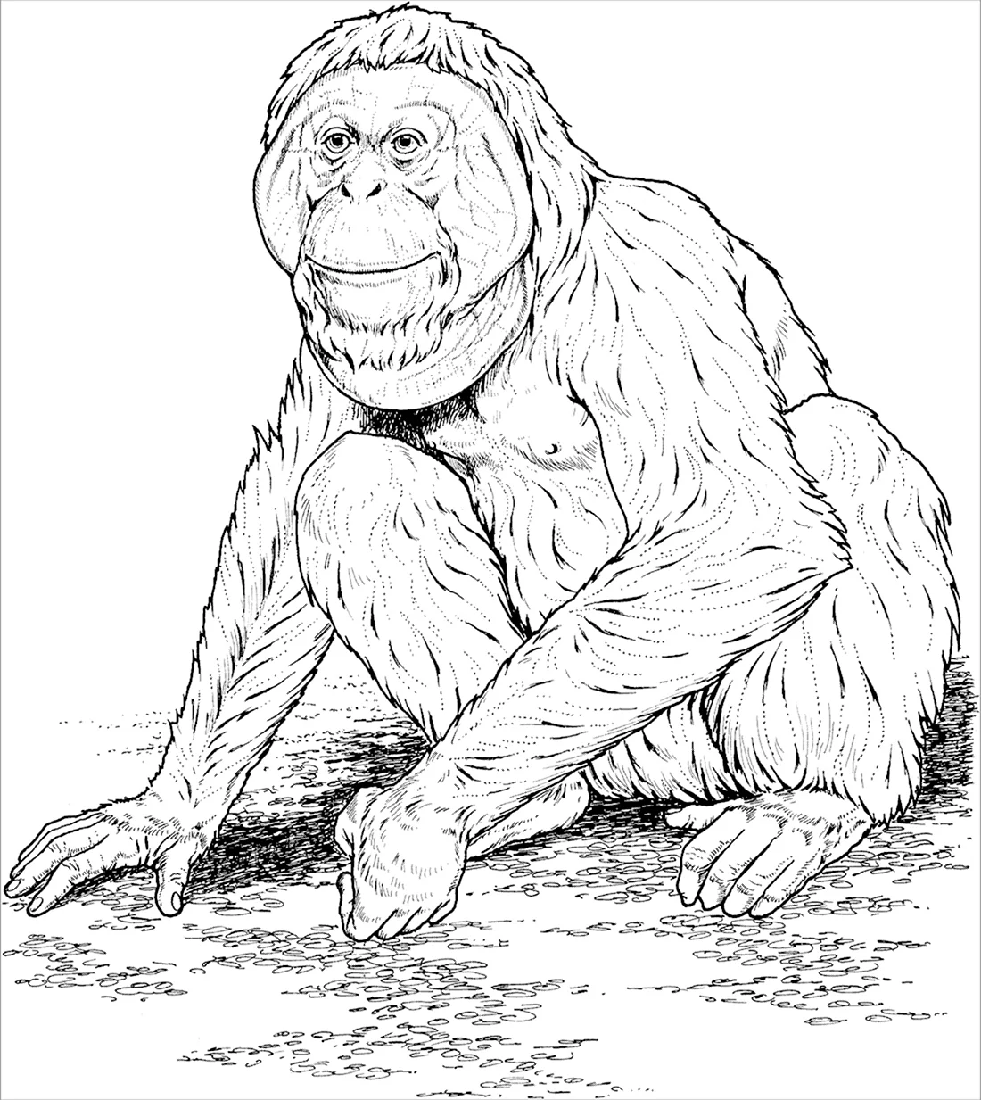 Гиббон орангутанг горилла и шимпанзе человекообразные обезьяны