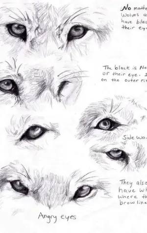 Глаз волка анатомия