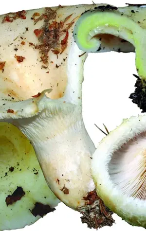 Груздь настоящий грибы