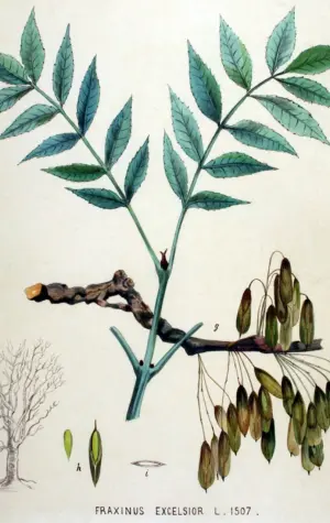 Ясень обыкновенный Fraxinus Excelsior семена