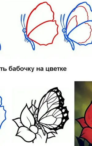 Как нарисовать бабочку пошагово