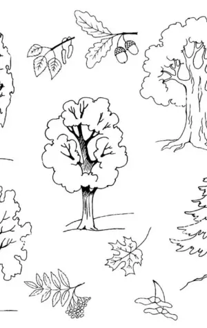 Хвойные и лиственные деревья задания для детей