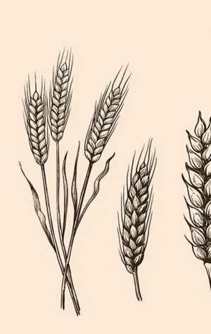 Колос пшеницы рисунок