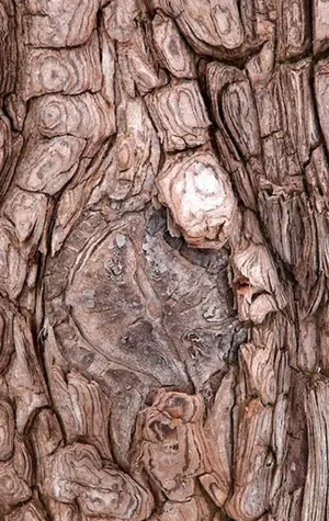 Кора дерева Сохо