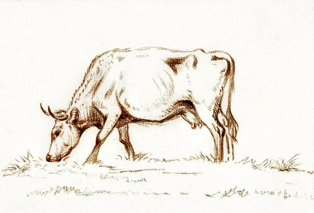 Корова рисунок набросок