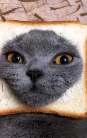 Кот в хлебушке