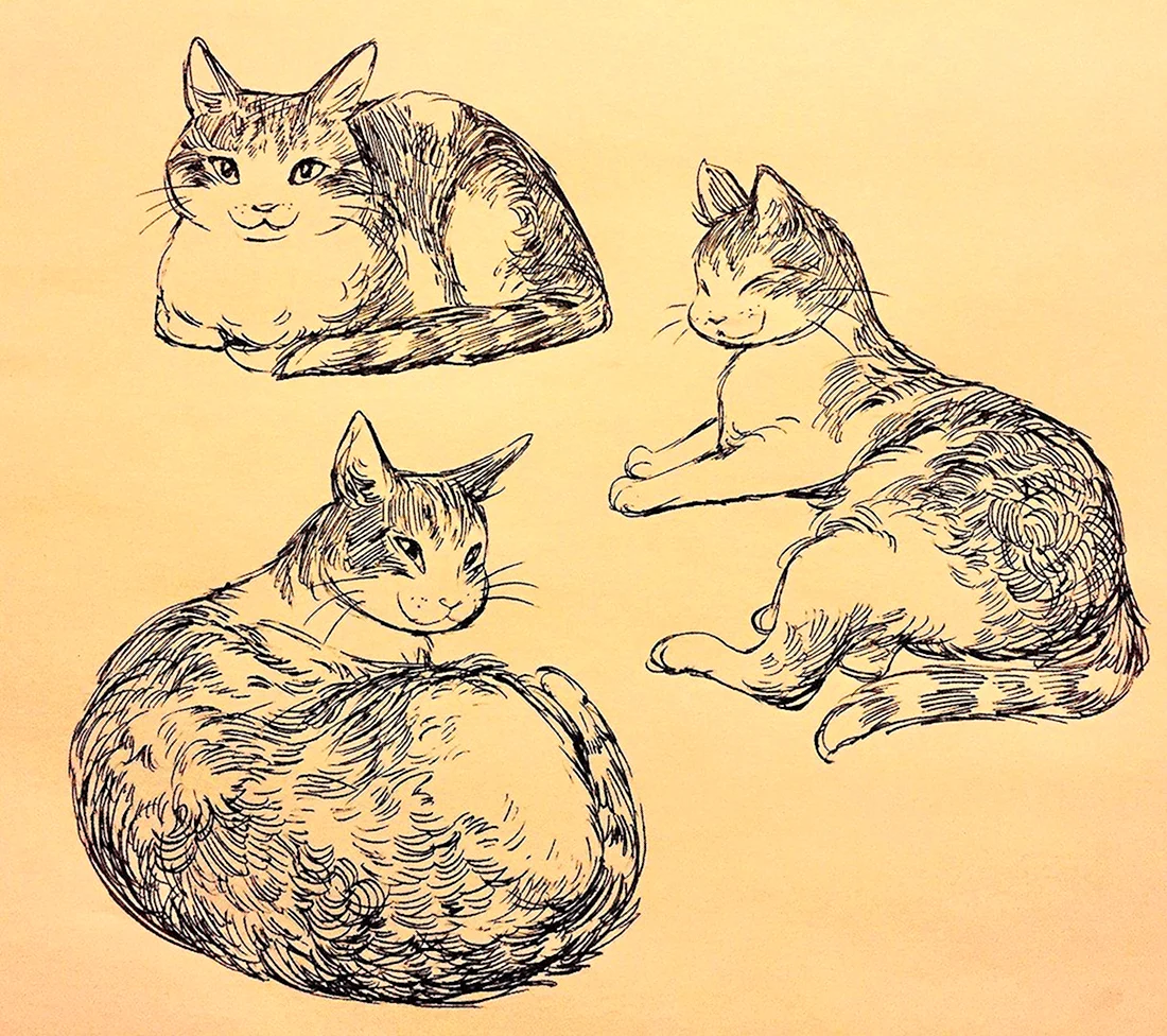 Котики зарисовки