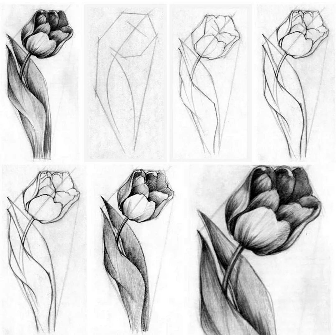 Красивые тюльпаны карандашом