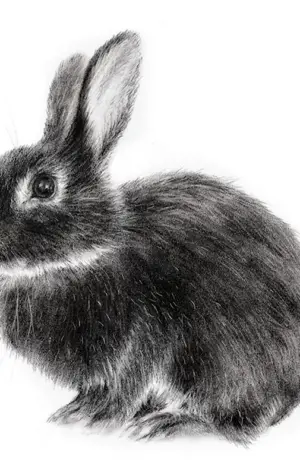 Кролик черно белый