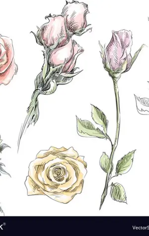Кустовые розы карандашом