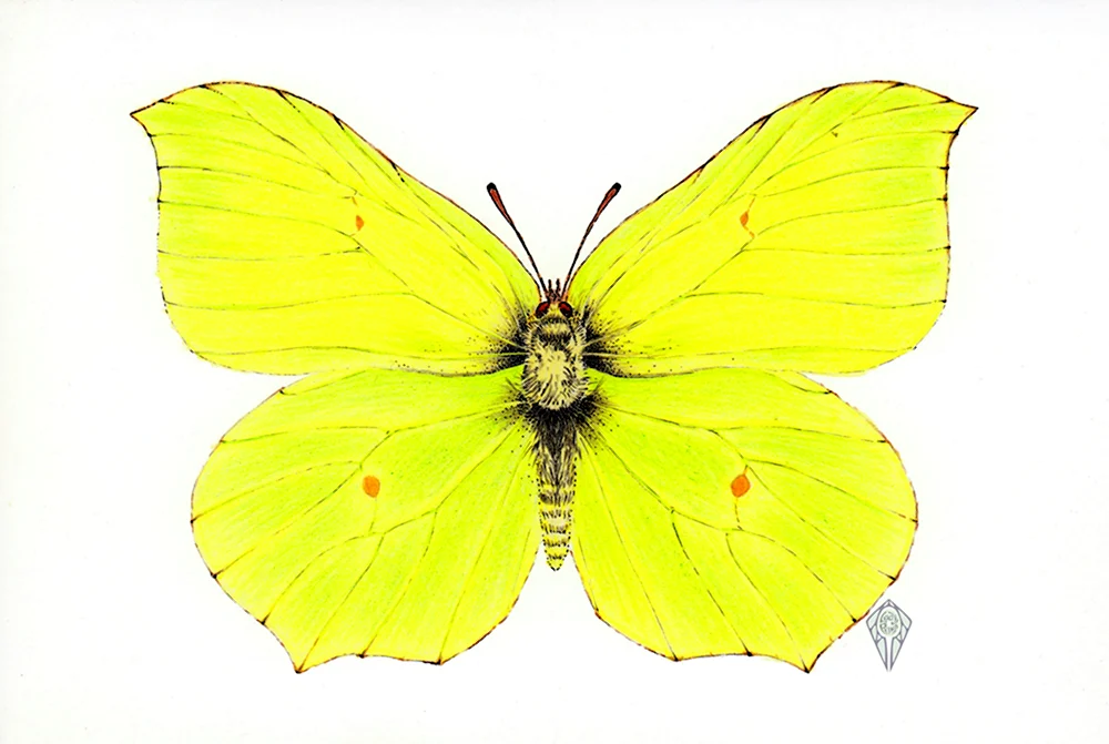 Лимонница желтая бабочка