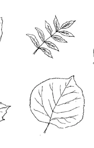 Листорасположение листьев липы