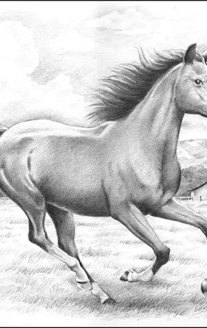 Лошадь рисунок карандашом