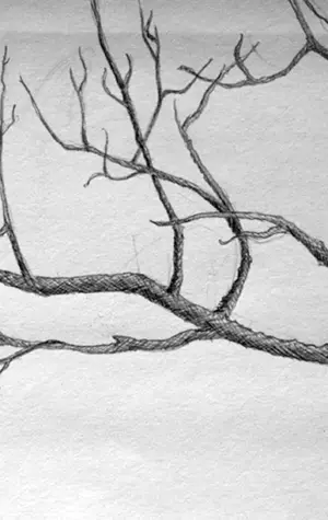 Луна и ветки деревьев рисунок карандашом