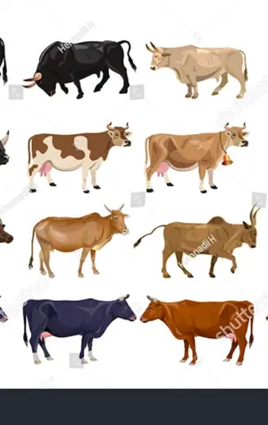Масти коров