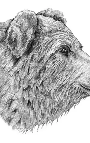 Медведь рисунок карандашом