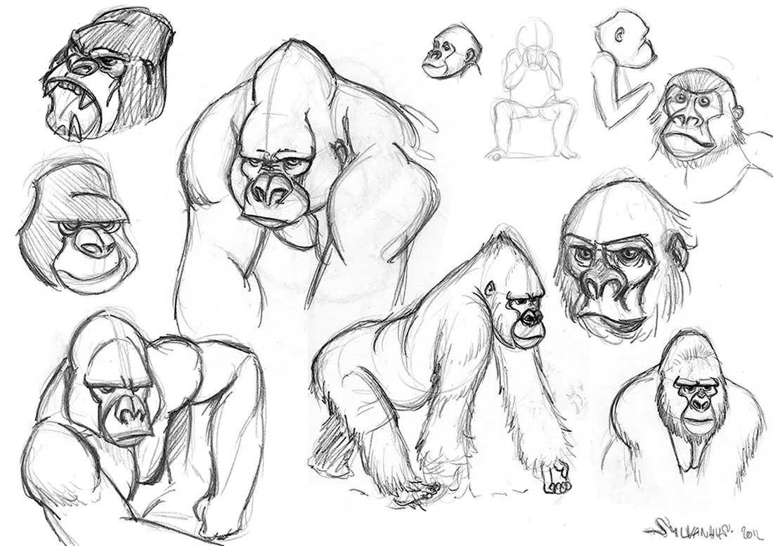 Нарисовать лицо гориллы