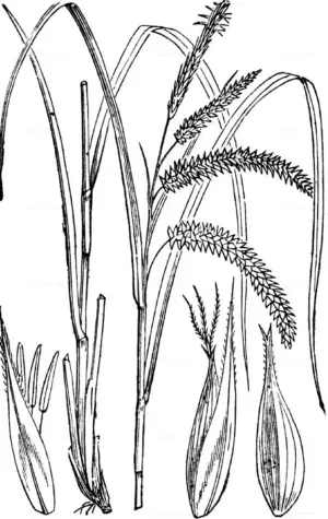 Осока ложносытевая Carex pseudocyperus