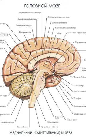Отделы головного мозга на сагиттальном срезе