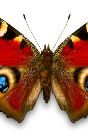 Павлиний глаз бабочка