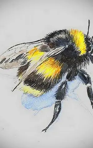 Пчела цветными карандашами