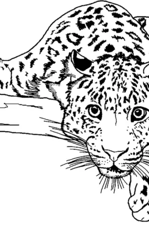 Переднеазиатский леопард раскраска