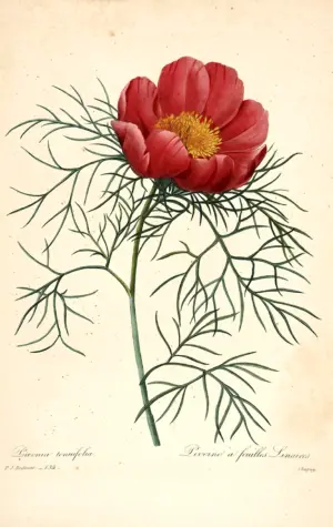 Pierre Joseph Redouté1759-1840.цветы.