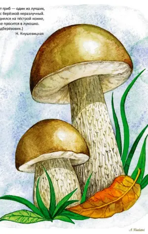 Подберезовик гриб рисунок