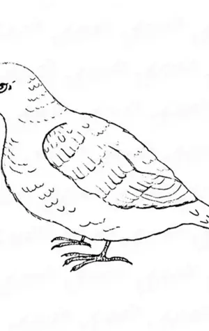 Поэтапное рисование голубя