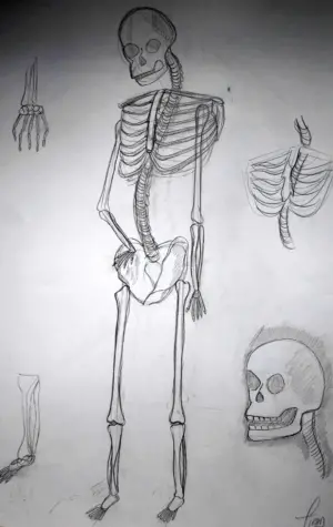 Поэтапное рисование скелета