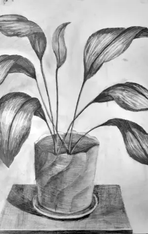 Растения карандашом